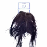 Pluma e Pena de Avestruz