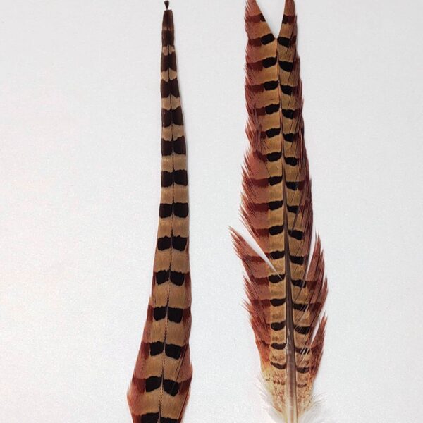 Pena Cauda de Faisão - Imagem 5