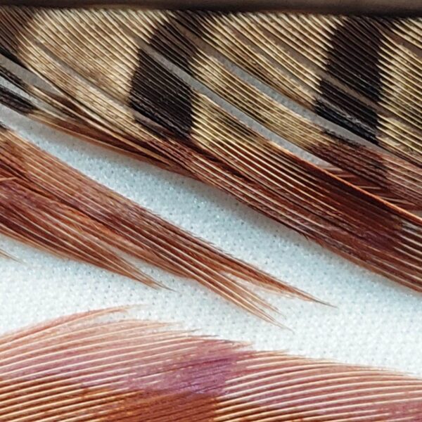 Pena Cauda de Faisão - Imagem 3