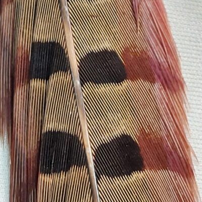 Pena Cauda de Faisão