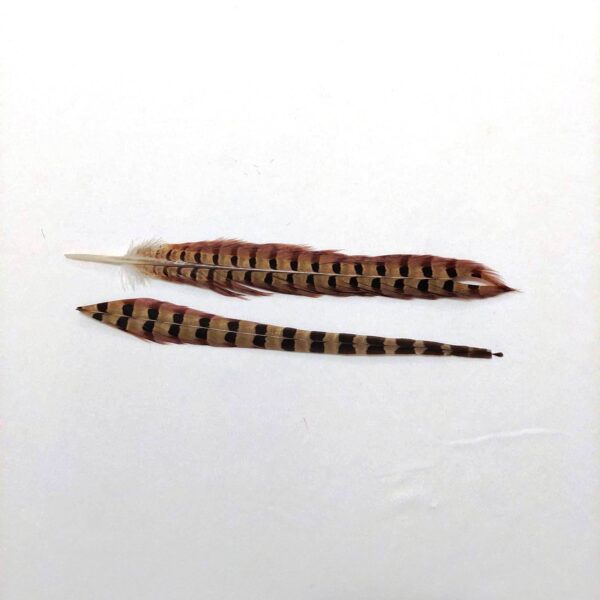 Pena Cauda de Faisão - Imagem 6