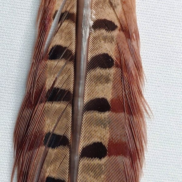 Pena Cauda de Faisão - Imagem 4