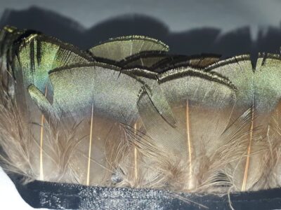 Pena Pavão Verde - pescoço(15 penas)