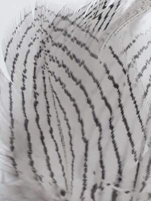 Pena Faisão Prateado - Corpo (15 penas)