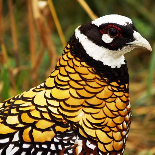 Pena Faisão Reeves - Corpo (25 penas) - Imagem 4