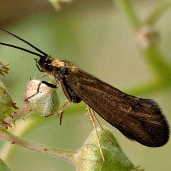 Kit de Penas para Montagem de Caddis Adulta - Imagem 8