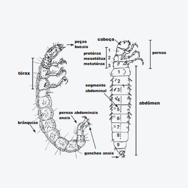 Kit de Penas para Montagem de Caddis Adulta - Imagem 6