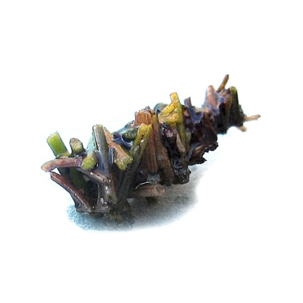 Kit de Penas para Montagem de Caddis Adulta - Imagem 5