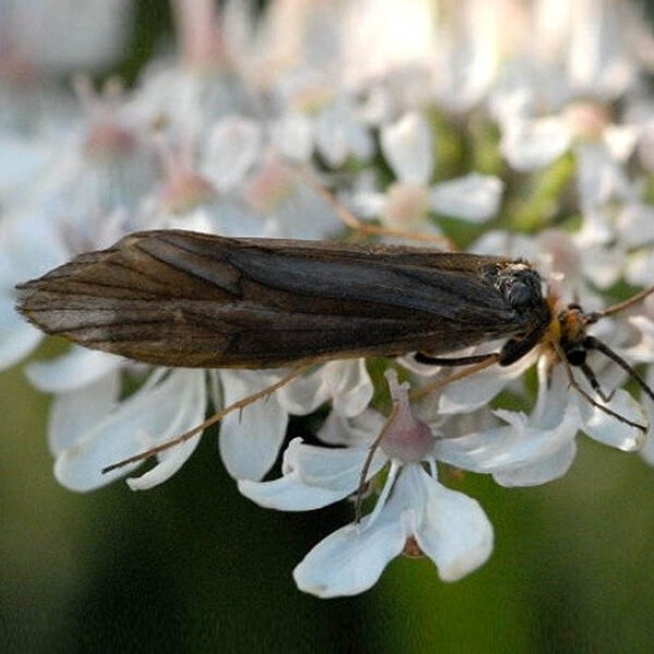 Kit de Penas para Montagem de Caddis Adulta - Imagem 7
