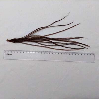 Pena Saddle(Costas de Galo) Pro Grade Marrom Grizzly